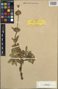 Stachys tmolea Boiss., Зарубежная Азия (ASIA) (Турция)