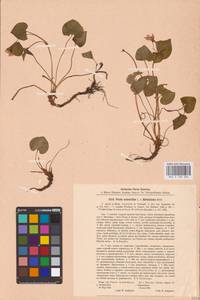 Фиалка [гибрид], Восточная Европа, Северо-Западный район (E2) (Россия)