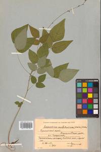 Hylodesmum podocarpum subsp. fallax (Schindl.) H.Ohashi & R.R.Mill, Сибирь, Дальний Восток (S6) (Россия)
