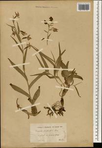 Epipactis veratrifolia Boiss. & Hohen., Зарубежная Азия (ASIA) (Иран)