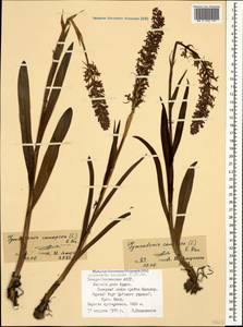 Кокушник длиннорогий (L.) R.Br., Кавказ, Северная Осетия, Ингушетия и Чечня (K1c) (Россия)