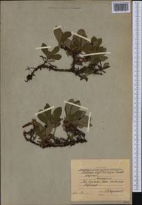 Толокнянка красная (Rehder & E. H. Wilson) Fernald, Сибирь, Якутия (S5) (Россия)