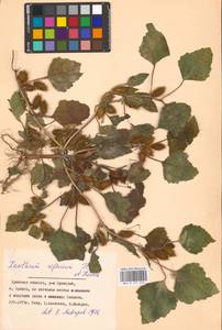 Xanthium orientale var. albinum (Widd.) Adema & M. T. Jansen, Восточная Европа, Западный район (E3) (Россия)