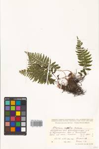 Athyrium fallaciosum Milde, Сибирь, Дальний Восток (S6) (Россия)