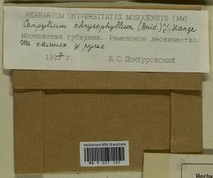 Campylium chrysophyllum (Brid.) Lange, Гербарий мохообразных, Мхи - Москва и Московская область (B6a) (Россия)