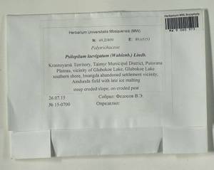 Psilopilum laevigatum (Wahlenb.) Lindb., Гербарий мохообразных, Мхи - Красноярский край, Тыва и Хакасия (B17) (Россия)