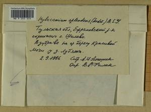 Hylocomium splendens (Hedw.) Schimp., Гербарий мохообразных, Мхи - Центральное Нечерноземье (B6) (Россия)