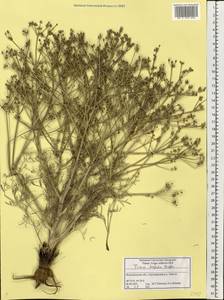 Триния щетинисто-волосистая, Триния щетинистоволосая Hoffm., Восточная Европа, Нижневолжский район (E9) (Россия)
