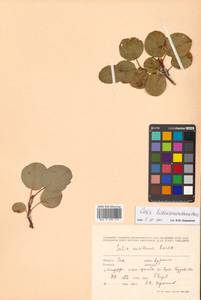 Salix nakamurana subsp. kurilensis (Koidz.) H. Ohashi, Сибирь, Дальний Восток (S6) (Россия)