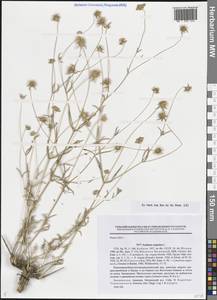 Ломелозия серебристая (L.) Greuter & Burdet, Кавказ, Армения (K5) (Армения)