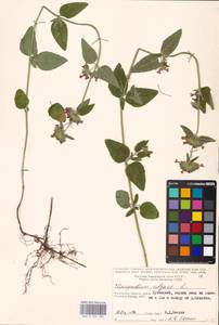 MHA 0 156 580, Пахучка обыкновенная L., Восточная Европа, Центральный район (E4) (Россия)