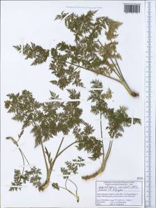 Ligusticopsis coniifolia (Wall. ex DC.) Pimenov & Kljuykov, Зарубежная Азия (ASIA) (Индия)