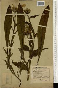 Centaurea cheiranthifolia subsp. cheiranthifolia, Кавказ, Грузия (K4) (Грузия)