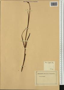 Анакамптис рыхлоцветковый (Lam.) R.M.Bateman, Pridgeon & M.W.Chase, Западная Европа (EUR) (Италия)