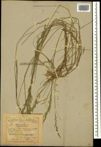 Мятлик дубравный L., Кавказ, Азербайджан (K6) (Азербайджан)