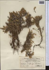 Хруплявник многолетний Litv., Средняя Азия и Казахстан, Западный Тянь-Шань и Каратау (M3) (Казахстан)