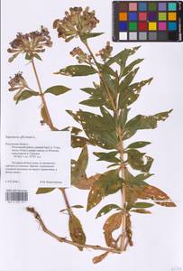 Мыльнянка лекарственная L., Восточная Европа, Центральный район (E4) (Россия)