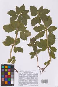 Pachysandra terminalis Siebold & Zucc., Восточная Европа, Северо-Западный район (E2) (Россия)