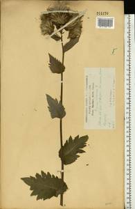 Бодяк огородный (L.) Scop., Восточная Европа, Центральный лесостепной район (E6) (Россия)