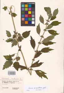 MHA 0 154 611, Пустырник пятилопастный Gilib., Восточная Европа, Литва (E2a) (Литва)