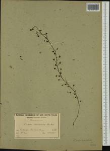 Drosera peltata subsp. auriculata (Backh. ex Planch.) Conn, Австралия и Океания (AUSTR) (Австралия)