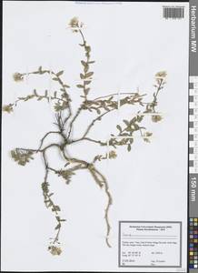 Brassicaceae, Зарубежная Азия (ASIA) (Турция)