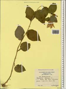 Колокольчик широколистный L., Кавказ, Южная Осетия (K4b) (Южная Осетия)