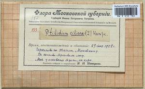 Ptilidium ciliare (L.) Hampe, Гербарий мохообразных, Мхи - Москва и Московская область (B6a) (Россия)