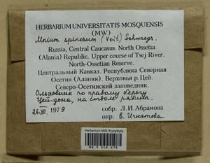 Mnium spinosum (Voit) Schwägr., Гербарий мохообразных, Мхи - Северный Кавказ и Предкавказье (B12) (Россия)