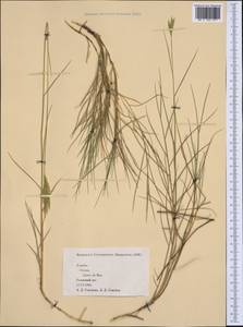 Poaceae, Западная Европа (EUR) (Испания)