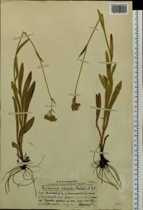 Pilosella echioides subsp. echioides, Сибирь, Алтай и Саяны (S2) (Россия)