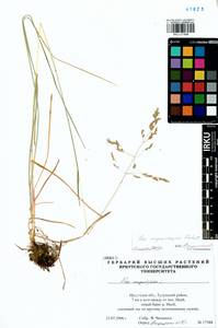 Poa pratensis subsp. pratensis, Сибирь, Прибайкалье и Забайкалье (S4) (Россия)