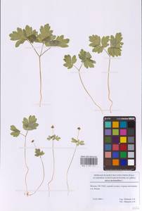 Адокса мускусная L., Восточная Европа, Московская область и Москва (E4a) (Россия)