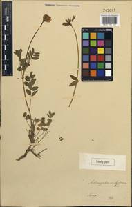 Astragalus unilateralis Kar. & Kir., Не определено