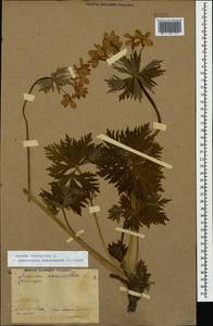 Anemonastrum narcissiflorum subsp. fasciculatum (L.) Raus, Кавказ (без точных местонахождений) (K0)