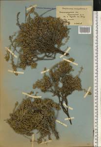 Камфоросма монпелийская L., Восточная Европа, Нижневолжский район (E9) (Россия)