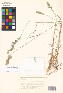 Bromus hordeaceus subsp. hordeaceus, Восточная Европа, Московская область и Москва (E4a) (Россия)