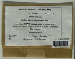 Orthotrichum diaphanum Schrad. ex Brid., Гербарий мохообразных, Мхи - Москва и Московская область (B6a) (Россия)