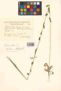 Башеница голая, Башенница гладкая, Вяжечка гладкая L., Восточная Европа, Молдавия (E13a) (Молдавия)