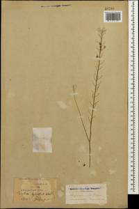 Camelina microcarpa subsp. pilosa (DC.) Jáv., Кавказ, Краснодарский край и Адыгея (K1a) (Россия)