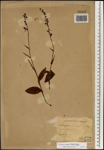 Platanthera minor (Miq.) Rchb.f., Зарубежная Азия (ASIA) (Япония)