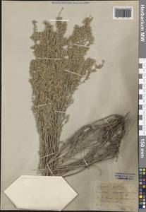 Полынь австрийская Jacq., Восточная Европа, Нижневолжский район (E9) (Россия)