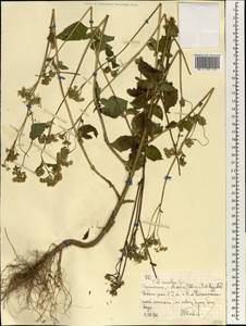 Asteraceae, Африка (AFR) (Эфиопия)
