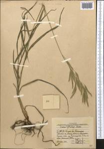Bromus pulchellus Fig. & De Not., Средняя Азия и Казахстан, Западный Тянь-Шань и Каратау (M3) (Узбекистан)