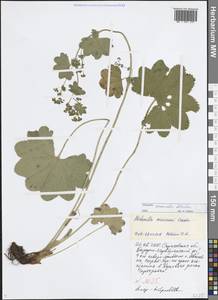 Манжетка дубравная Alechin, Восточная Европа, Нижневолжский район (E9) (Россия)