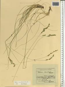 Овсяница макутринская Zapal., Восточная Европа, Средневолжский район (E8) (Россия)