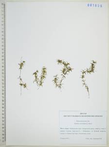 Гидрилла мутовчатая (L.f.) Royle, Сибирь, Дальний Восток (S6) (Россия)