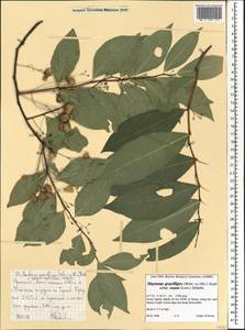Gymnosporia gracilipes subsp. arguta (Loes.) Jordaan, Африка (AFR) (Эфиопия)