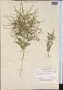 Cycloloma atriplicifolium (Spreng.) J. M. Coulter, Америка (AMER) (Канада)