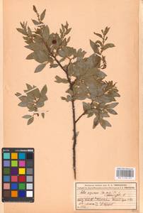 Ива мирзинолистная, Ива чернеющая Salisb., Восточная Европа, Московская область и Москва (E4a) (Россия)